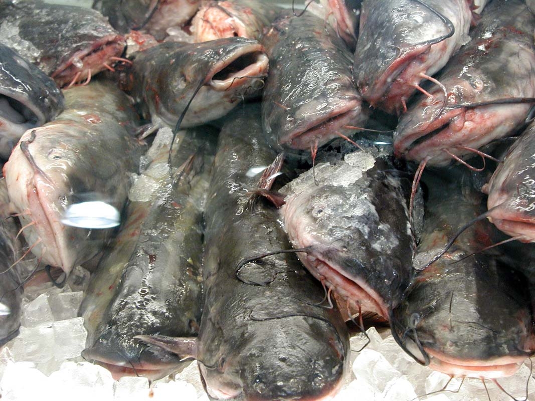 Dead Fish at Asian Market