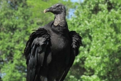 The Vulture King