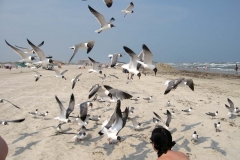 Seagulls in Port A
