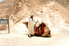 Dead Sea Camel