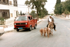 Goat Herding in Ramallah