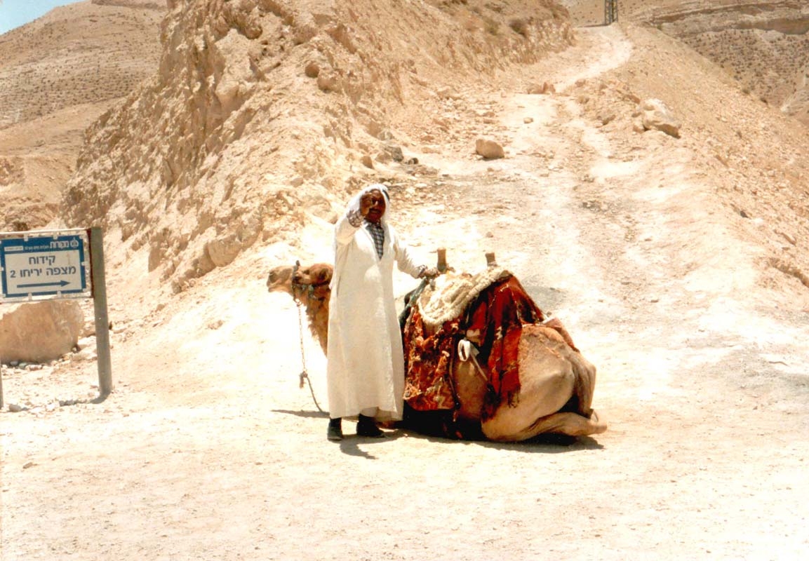Dead Sea Camel